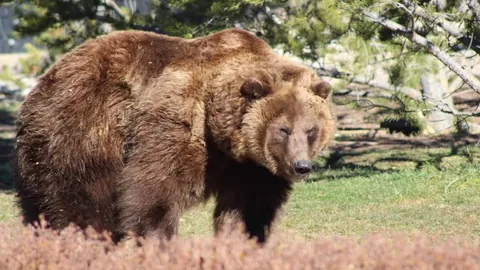 登貝萊傷勢可能持續三週，將缺席歐洲杯比賽